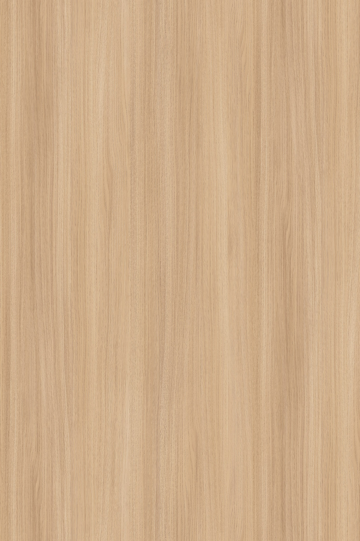 K543_SN-Dąb Barbera Piaskowy